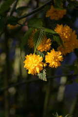 A ray of sunshine on the bright double yellow flowers of the kerria japonica