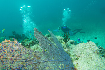 Naklejka na ściany i meble divers scuba diving around the coral reef