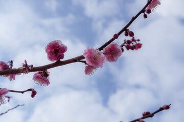 cherry blossom