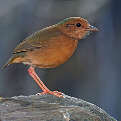 Blue naped Pitta Bird