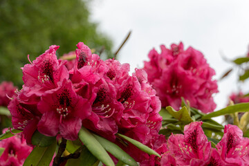 pink and white flowers