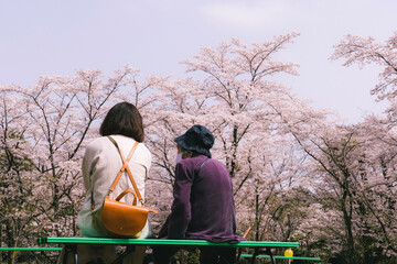 桜をお花見をする女性二人