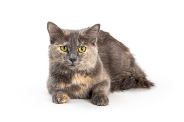 Obraz premium Tortie Coat Cat Lying Down on White