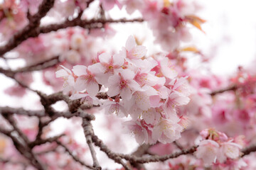 pink cherry blossom