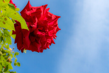青空に咲く赤いバラ