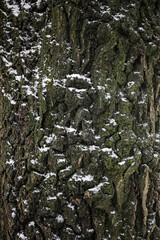Obraz premium Tree trunk covered with snow