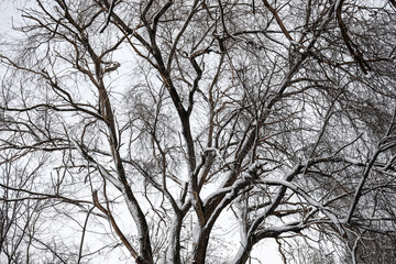 Tree branches covered with snow in winter park