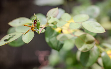 Wasp on flower