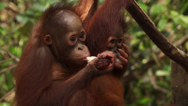 Two baby Orangutans eating fruit together.