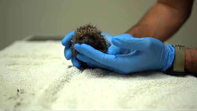 A vet handling a hedgehog in a wildlife sanctuary.