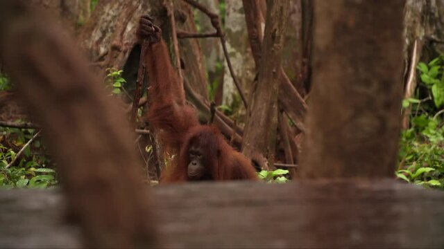 An Orangutan using a stick as a tool in a rainforest in Borneo Indonesia.
