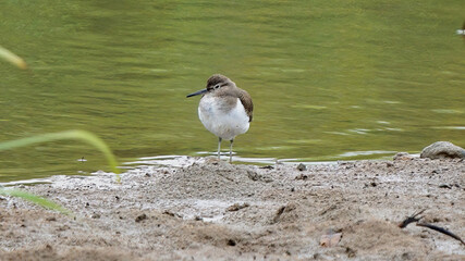 Common Sandpiper