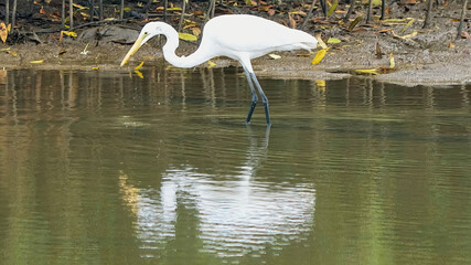 egret