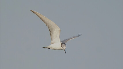 Whiskered Tern