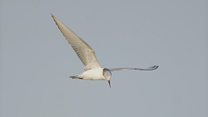 Whiskered Tern