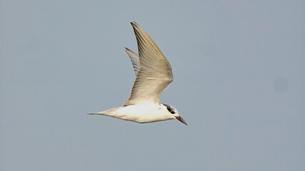 Whiskered Tern