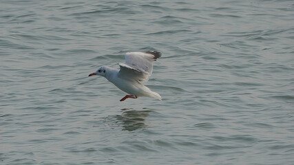 Brown-headed gull