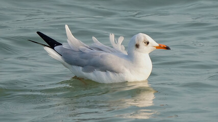 Brown-headed gull