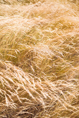 close-up of golden wheatgrass plant outdoor in sunny meadow