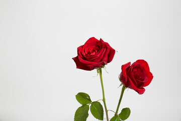 Red Roses on White