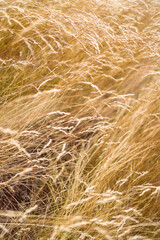 close-up of golden wheatgrass plant outdoor in sunny meadow