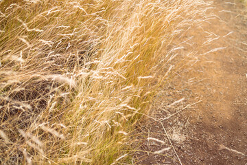 close-up of golden wheatgrass plant outdoor in sunny meadow