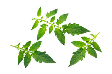Green tomato leaves isolated on white background.