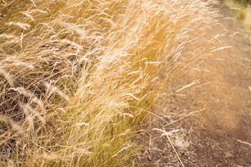 close-up of golden wheatgrass plant outdoor in sunny meadow
