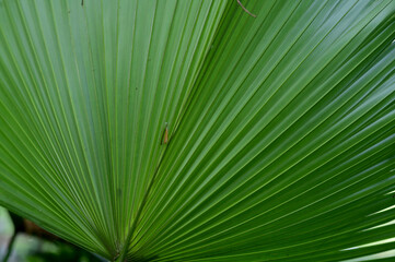 Obraz premium Close-up of Nature view of green leaves on blurred greenery background in forest. Focus on leaf and shallow depth of field.