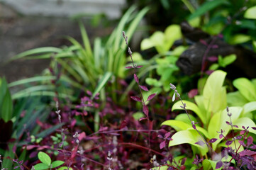 Close-up of Nature view of green leaves on blurred greenery background in forest. Focus on leaf and shallow depth of field.