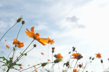 Obraz premium 風に揺れるキバナコスモス