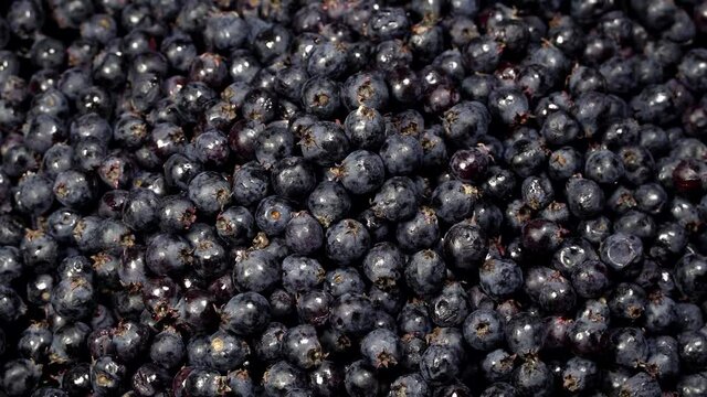 Fresh serviceberries background rotation. Close up of serviceberries. Loop motion