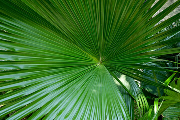 Close-up of Nature view of green leaves on blurred greenery background in forest. Focus on leaf and shallow depth of field.