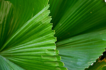 Close-up of Nature view of green leaves on blurred greenery background in forest. Focus on leaf and shallow depth of field.