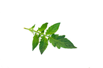 Green tomato leaves isolated on white background.