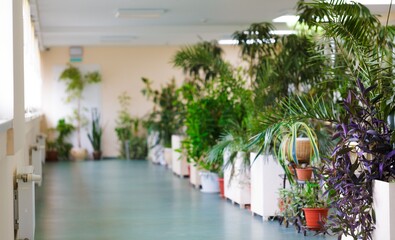 Modern living room interior with plants