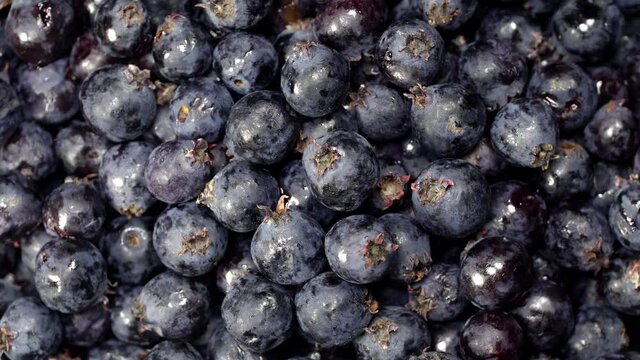 Fresh serviceberries background rotation. Close up of serviceberries. Loop motion