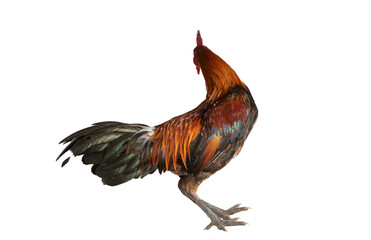 Red crested chicken on a white background.