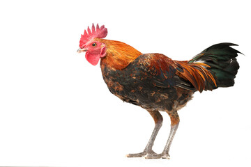 Red crested chicken on a white background.