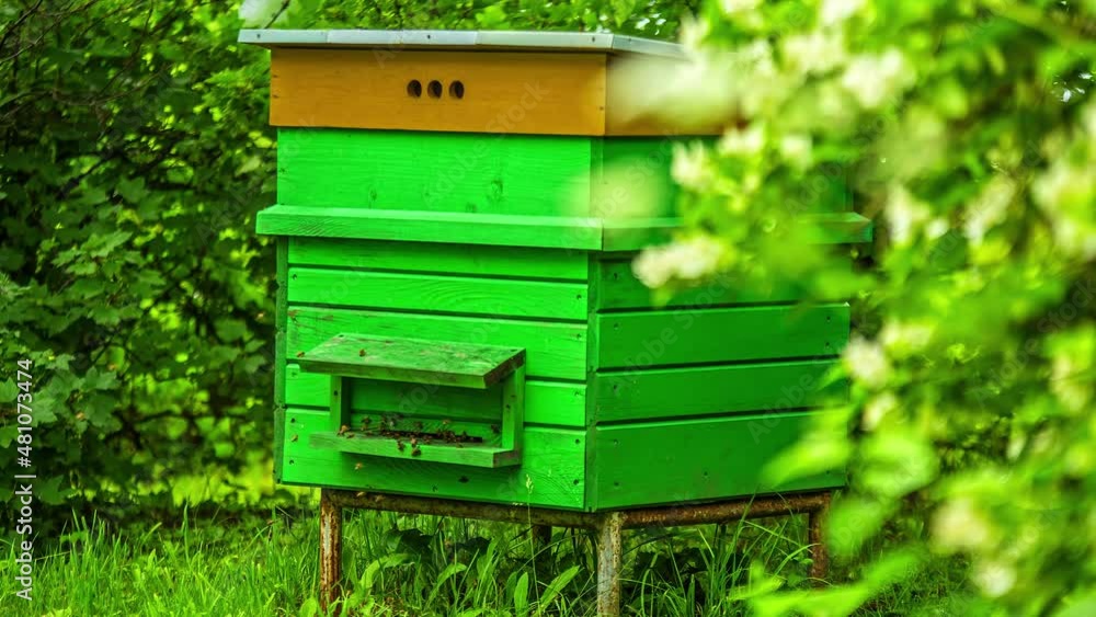 Poster view of bees flying to land on the boards of green bee hive box placed in a flower field in timelaps