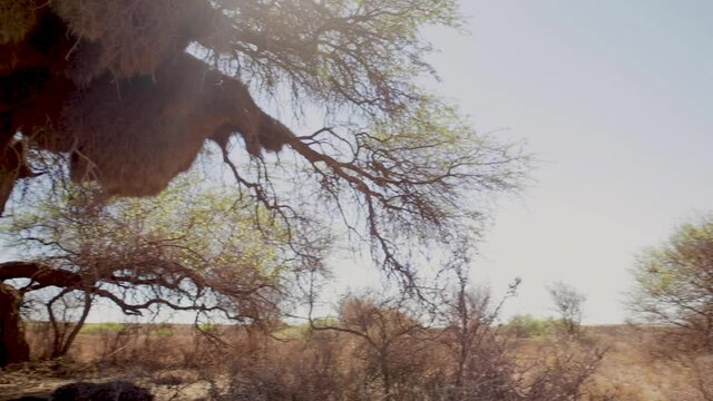 The Dry Desert Of The Kalahari