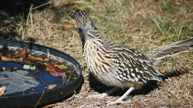 A roadrunner drinks from a black trough