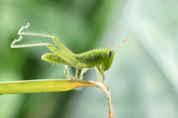 grasshopper