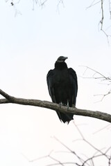 Black Vulture