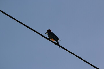 Woodpecker