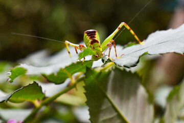 los insectos y el medio ambiente