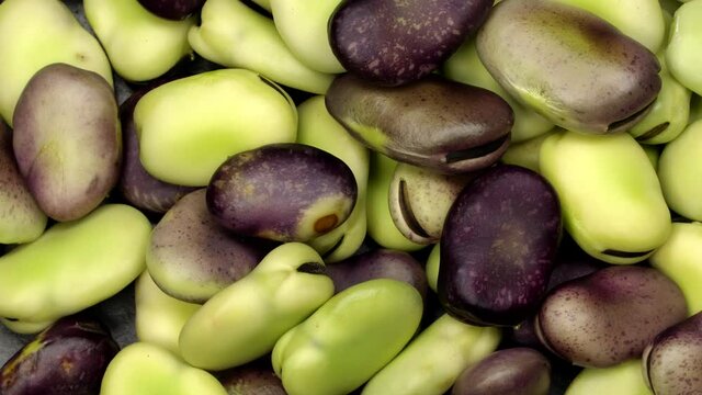 Fresh green and red broad beans rotation close up. Loop motion