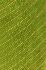 Ficus leaves close-up. Beautiful floral green background.