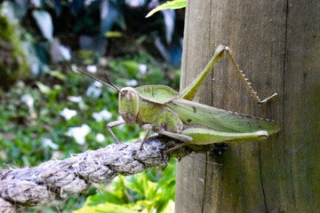 los insectos y el medio ambiente