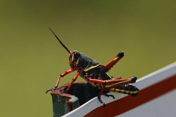 Fototapeta premium Grasshopper